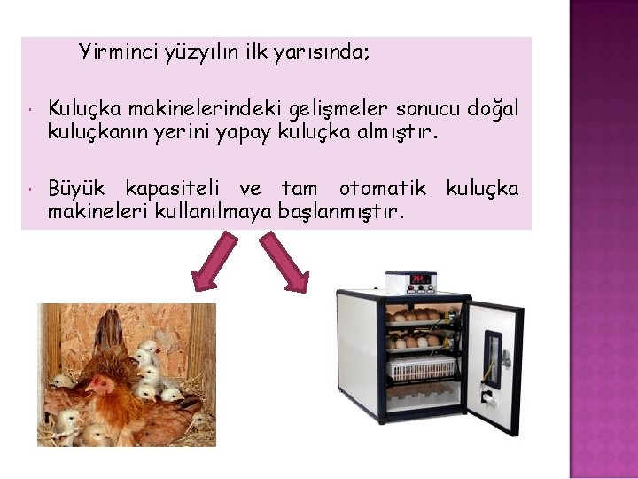 Yirminci yüzyılın ilk yarısında; Kuluçka makinelerindeki gelişmeler sonucu doğal kuluçkanın yerini yapay kuluçka almıştır.