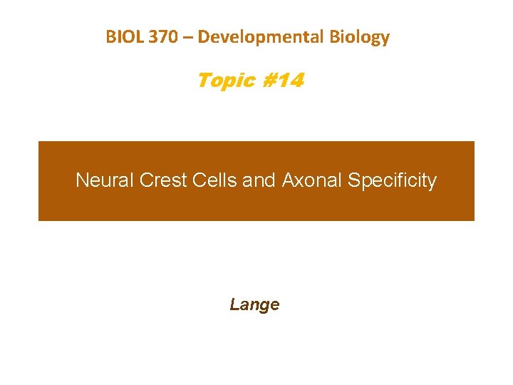 BIOL 370 – Developmental Biology Topic #14 Neural Crest Cells and Axonal Specificity Lange