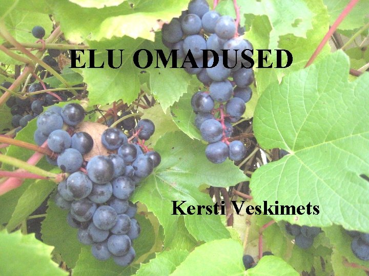 ELU OMADUSED Kersti Veskimets 