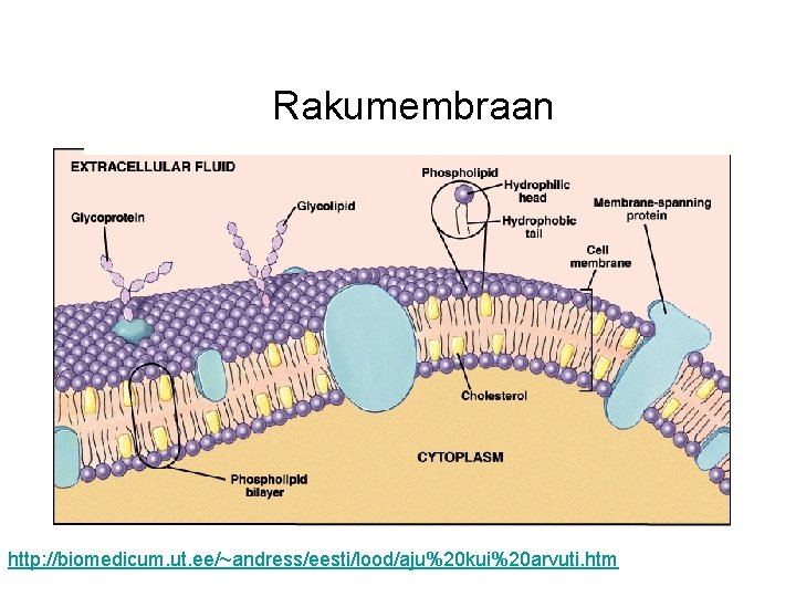 Rakumembraan http: //biomedicum. ut. ee/~andress/eesti/lood/aju%20 kui%20 arvuti. htm 