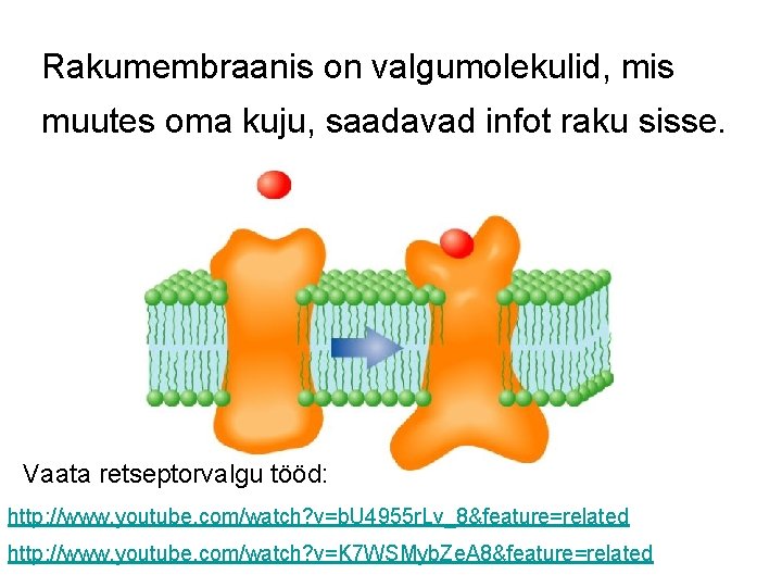 Rakumembraanis on valgumolekulid, mis muutes oma kuju, saadavad infot raku sisse. Vaata retseptorvalgu tööd: