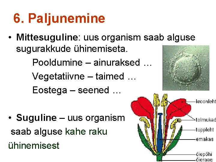 6. Paljunemine • Mittesuguline: uus organism saab alguse sugurakkude ühinemiseta. Pooldumine – ainuraksed …