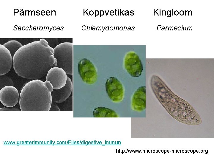 Pärmseen Koppvetikas Kingloom Saccharomyces Chlamydomonas Parmecium www. greaterimmunity. com/Files/digestive_immun http: //www. microscope-microscope. org 