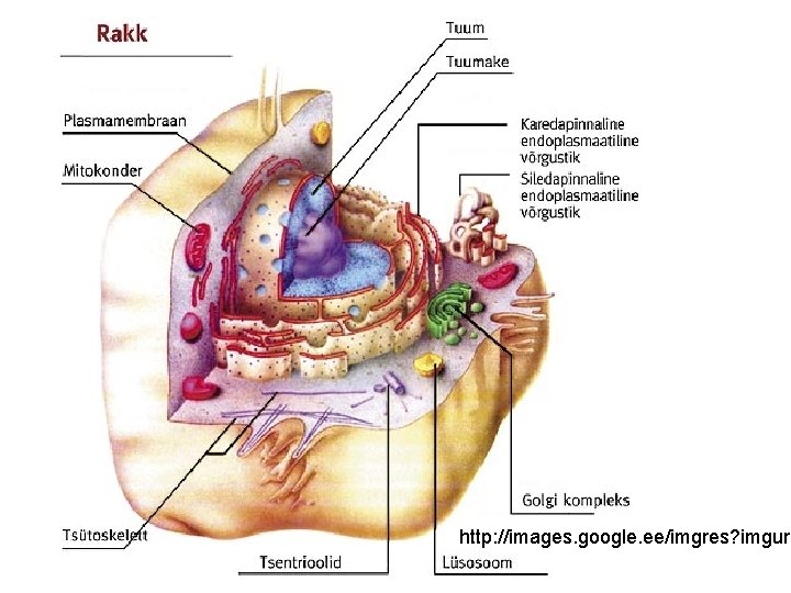 http: //images. google. ee/imgres? imgurl 