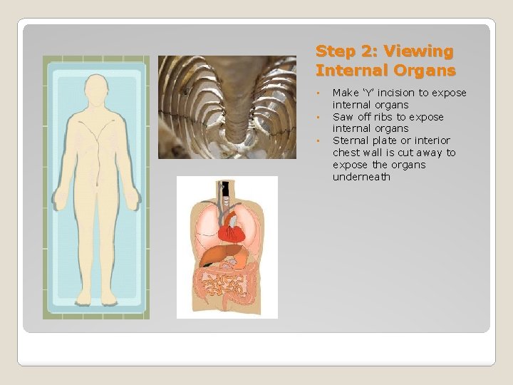 Step 2: Viewing Internal Organs • • • Make ‘Y’ incision to expose internal