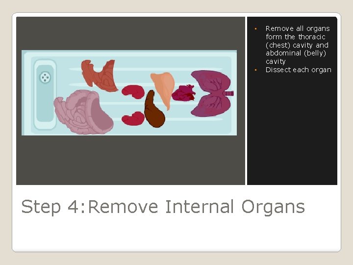  • • Remove all organs form the thoracic (chest) cavity and abdominal (belly)