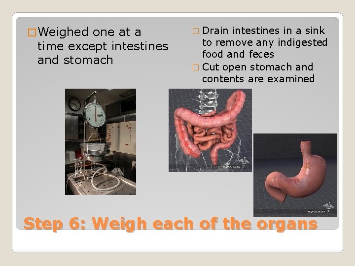 � Weighed one at a time except intestines and stomach � Drain intestines in