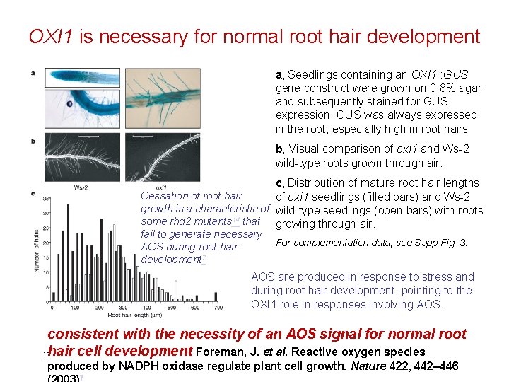 OXI 1 is necessary for normal root hair development a, Seedlings containing an OXI