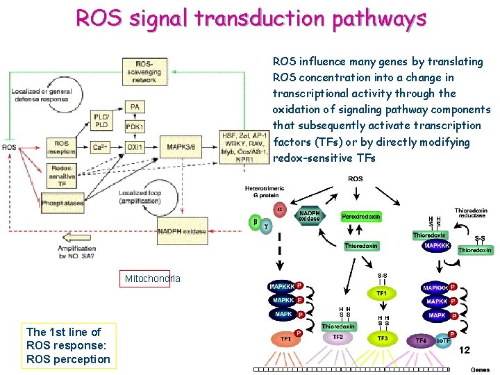 ROS signal transduction pathways ROS influence many genes by translating ROS concentration into a