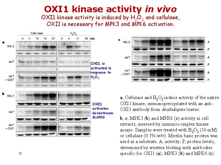 OXI 1 kinase activity in vivo OXI 1 kinase activity is induced by H
