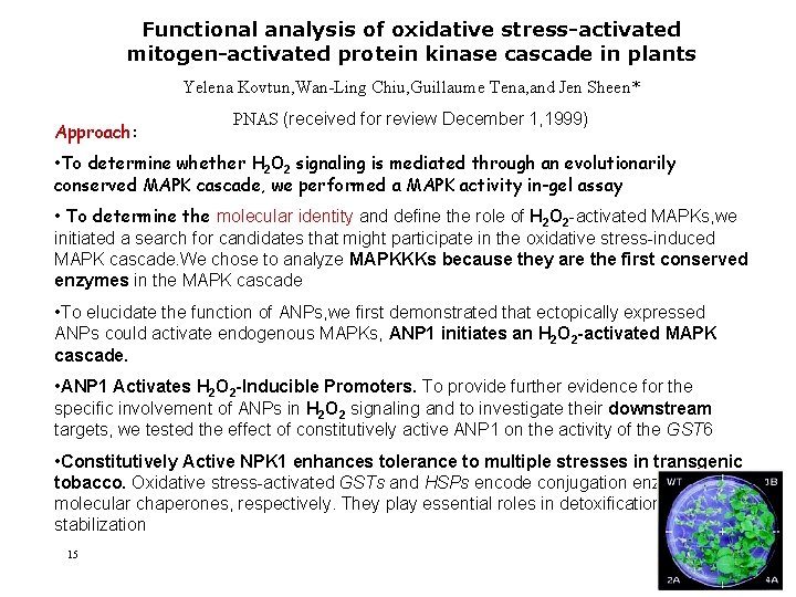 Functional analysis of oxidative stress-activated mitogen-activated protein kinase cascade in plants Yelena Kovtun, Wan-Ling