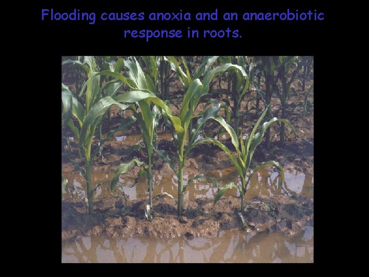 Flooding causes anoxia and an anaerobiotic response in roots. 16 