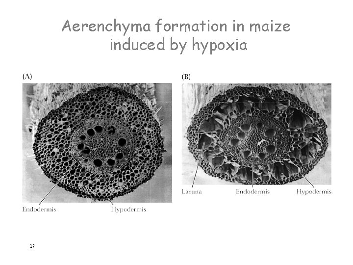 Aerenchyma formation in maize induced by hypoxia 17 