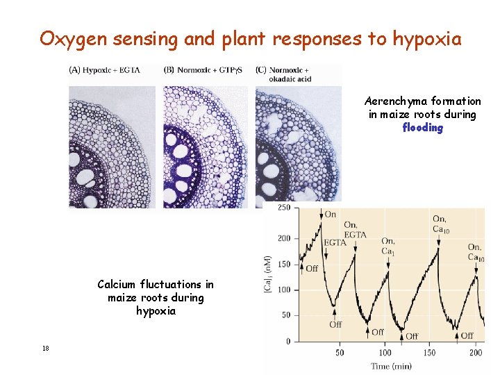 Oxygen sensing and plant responses to hypoxia Aerenchyma formation in maize roots during flooding