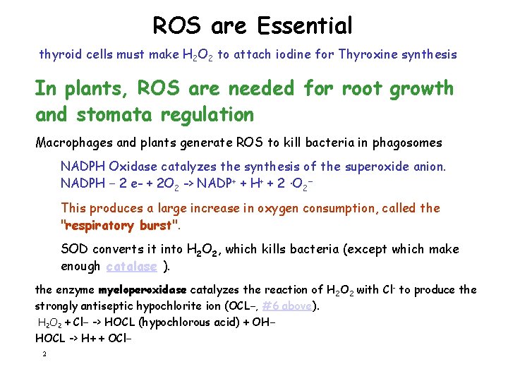 ROS are Essential thyroid cells must make H 2 O 2 to attach iodine