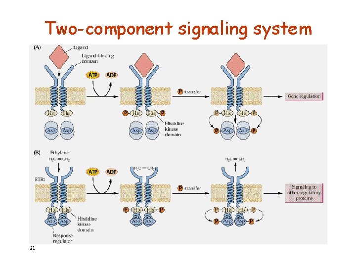 Two-component signaling system 21 