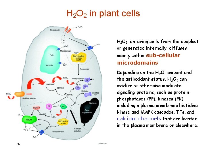 H 2 O 2 in plant cells H 2 O 2, entering cells from
