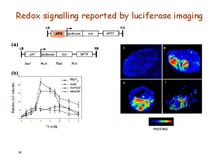 Redox signalling reported by luciferase imaging APX 24 