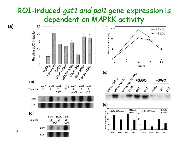 ROI-induced gst 1 and pal 1 gene expression is dependent on MAPKK activity 26
