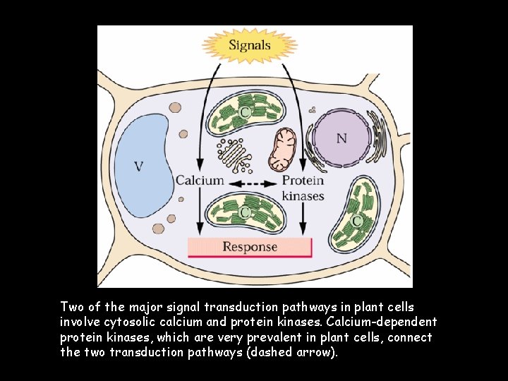 27 Two of the major signal transduction pathways in plant cells involve cytosolic calcium