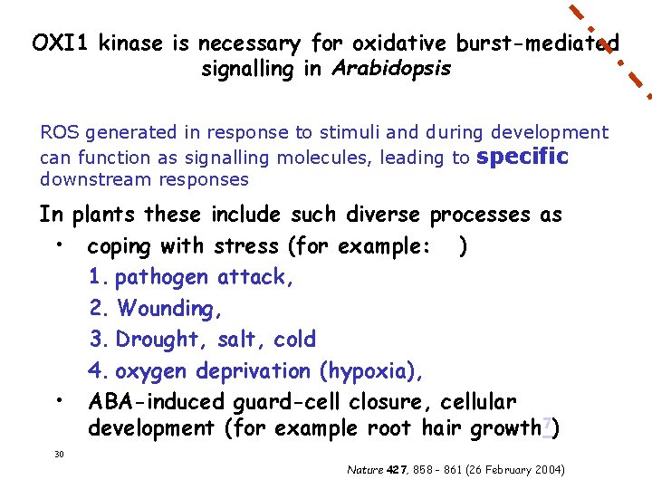 OXI 1 kinase is necessary for oxidative burst-mediated signalling in Arabidopsis ROS generated in