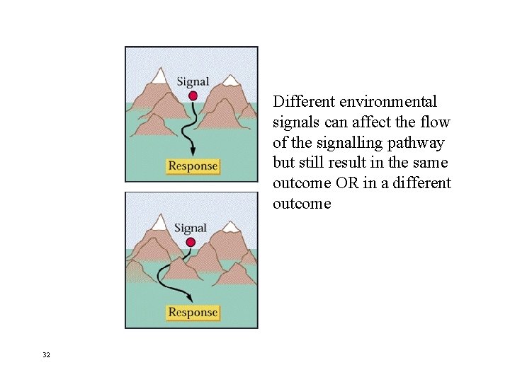 Different environmental signals can affect the flow of the signalling pathway but still result