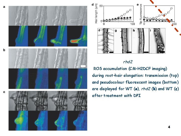 rhd 2 ROS accumulation (CM-H 2 DCF imaging) during root-hair elongation: transmission (top) and