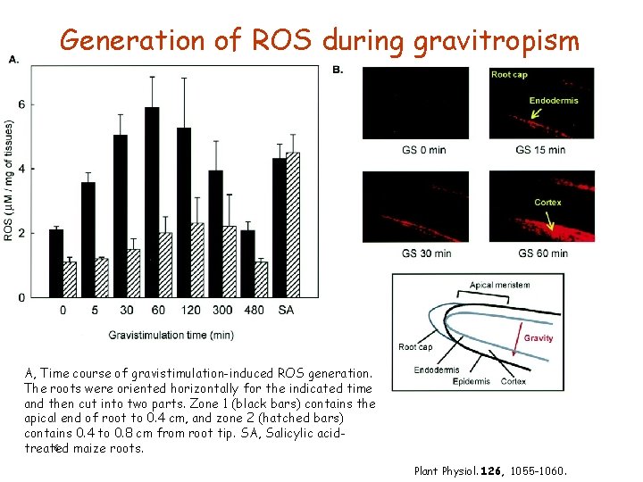 Generation of ROS during gravitropism A, Time course of gravistimulation-induced ROS generation. The roots