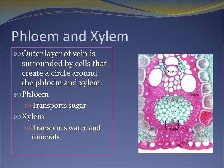 Phloem and Xylem Outer layer of vein is surrounded by cells that create a