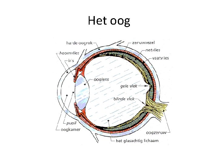 Het oog 