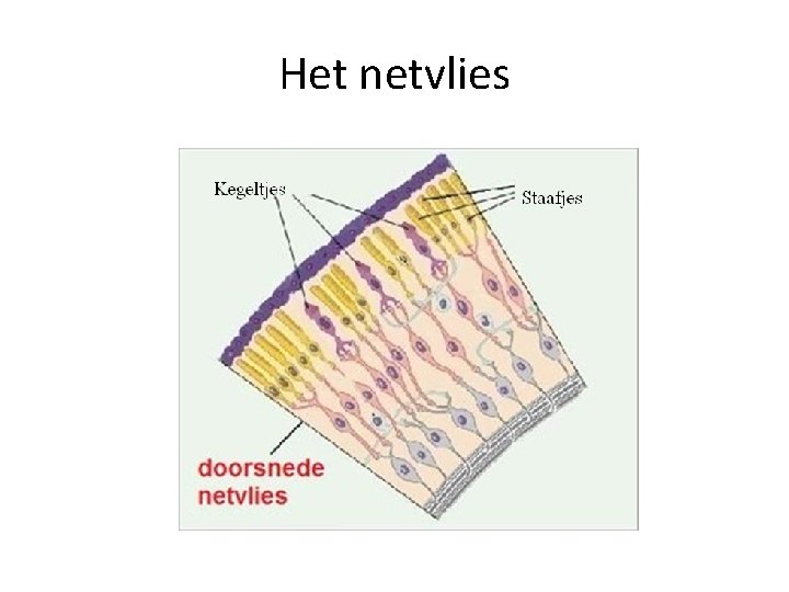 Het netvlies 