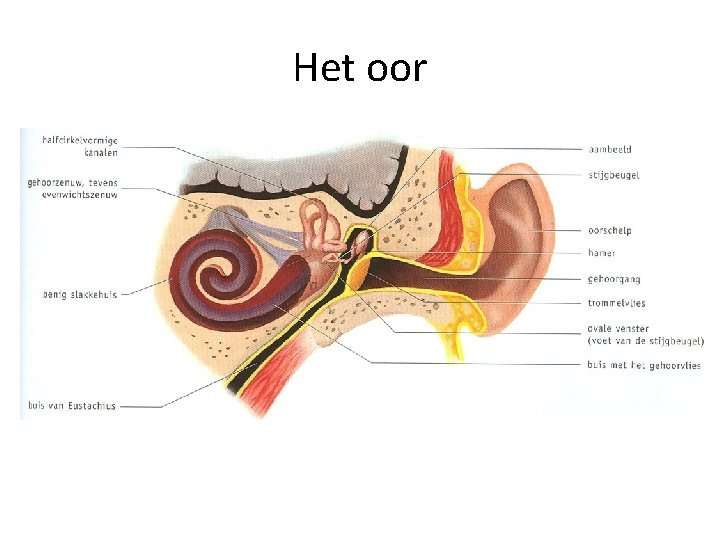 Het oor 