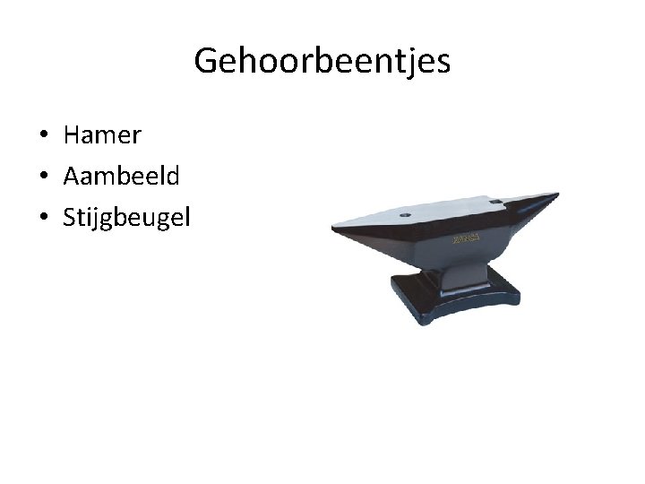 Gehoorbeentjes • Hamer • Aambeeld • Stijgbeugel Gehoorbeentjes • Hamer • Aambeeld • Stijgbeugel
