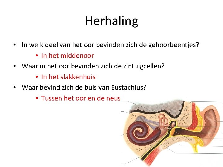 Herhaling • In welk deel van het oor bevinden zich de gehoorbeentjes? • In Herhaling • In welk deel van het oor bevinden zich de gehoorbeentjes? • In