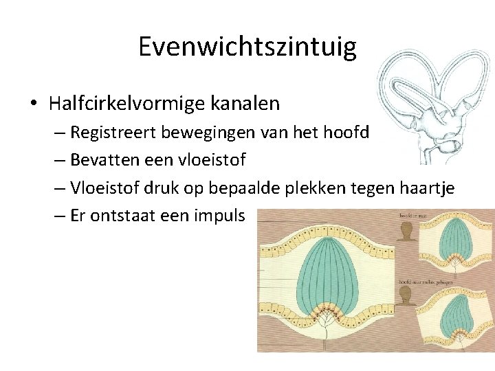 Evenwichtszintuig • Halfcirkelvormige kanalen – Registreert bewegingen van het hoofd – Bevatten een vloeistof Evenwichtszintuig • Halfcirkelvormige kanalen – Registreert bewegingen van het hoofd – Bevatten een vloeistof
