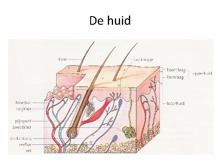 De huid 