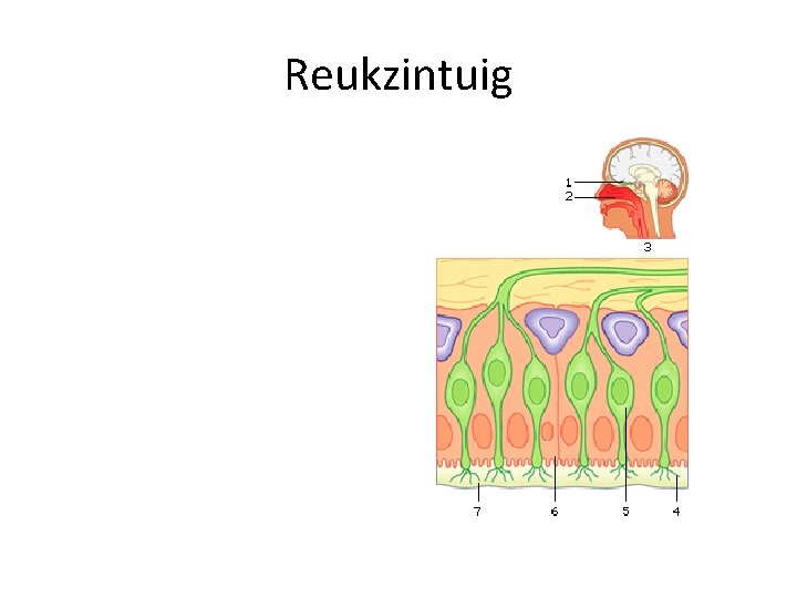 Reukzintuig 