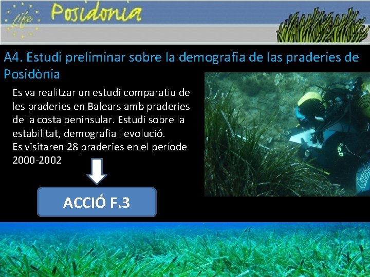 A 4. Estudi preliminar sobre la demografia de las praderies de Posidònia Es va