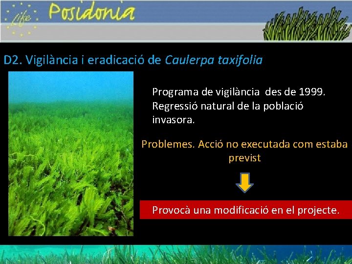 D 2. Vigilància i eradicació de Caulerpa taxifolia Programa de vigilància des de 1999.