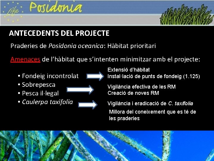 ANTECEDENTS DEL PROJECTE Praderies de Posidonia oceanica: Hàbitat prioritari Amenaces de l’hàbitat que s’intenten