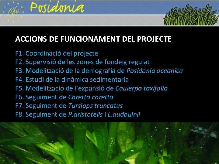 ACCIONS DE FUNCIONAMENT DEL PROJECTE F 1. Coordinació del projecte F 2. Supervisió de