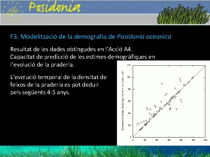 F 3. Modelització de la demografia de Posidonia oceanica Resultat de les dades obtingudes