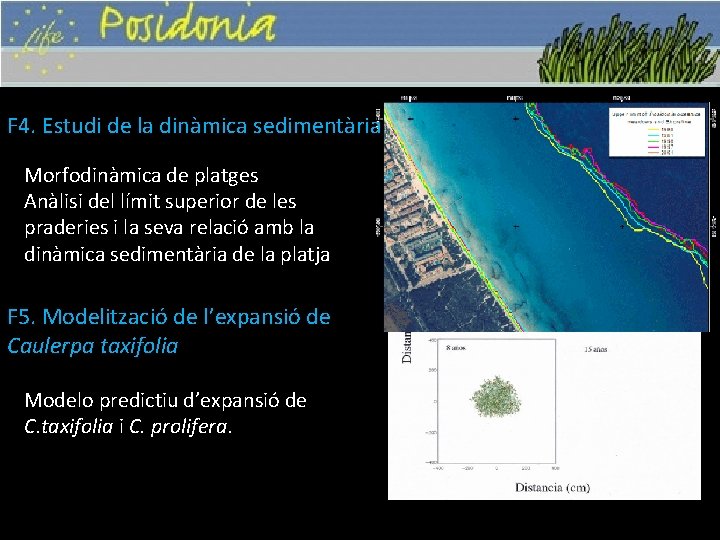 F 4. Estudi de la dinàmica sedimentària Morfodinàmica de platges Anàlisi del límit superior