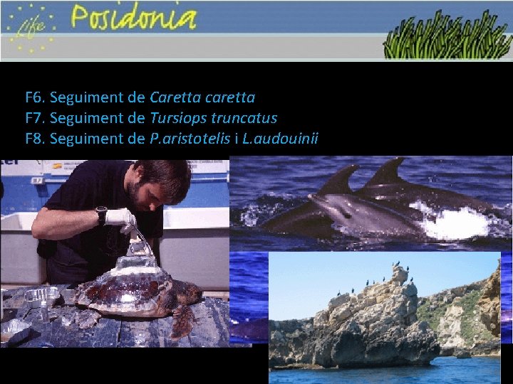 F 6. Seguiment de Caretta caretta F 7. Seguiment de Tursiops truncatus F 8.