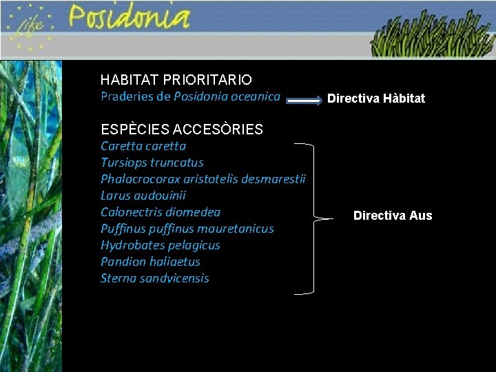 HABITAT PRIORITARIO Praderies de Posidonia oceanica ESPÈCIES ACCESÒRIES Caretta caretta Tursiops truncatus Phalacrocorax aristotelis