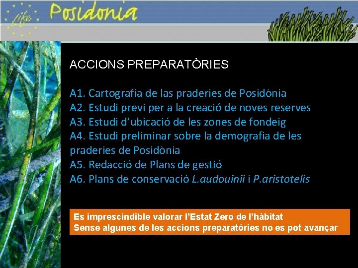ACCIONS PREPARATÒRIES A 1. Cartografia de las praderies de Posidònia A 2. Estudi previ