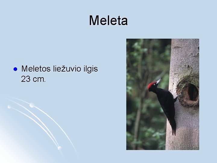 Meleta l Meletos liežuvio ilgis 23 cm. 