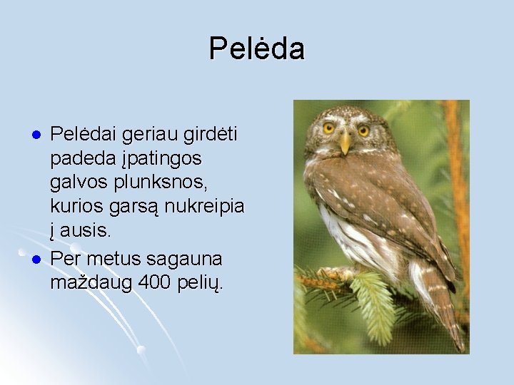 Pelėda l l Pelėdai geriau girdėti padeda įpatingos galvos plunksnos, kurios garsą nukreipia į