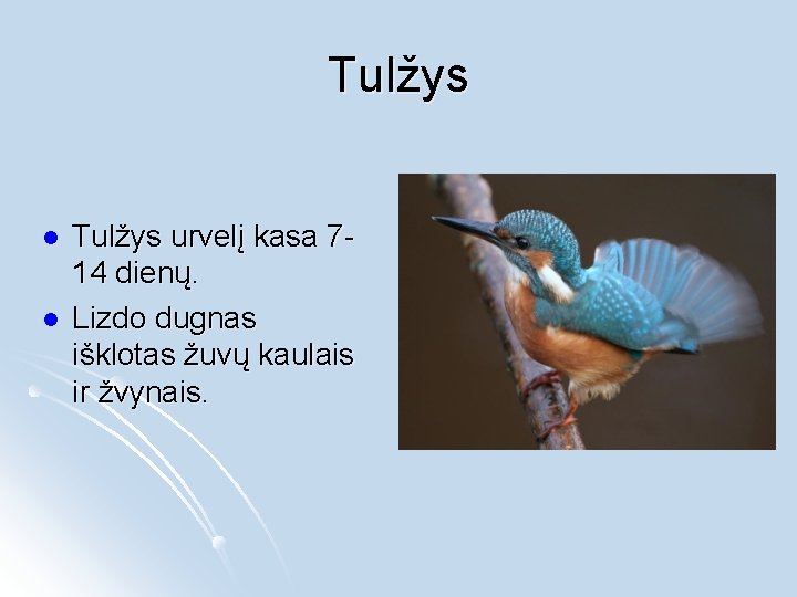 Tulžys l l Tulžys urvelį kasa 714 dienų. Lizdo dugnas išklotas žuvų kaulais ir