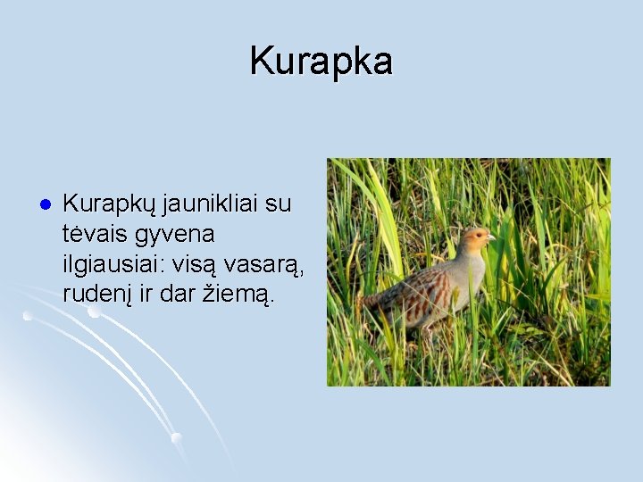 Kurapka l Kurapkų jaunikliai su tėvais gyvena ilgiausiai: visą vasarą, rudenį ir dar žiemą.